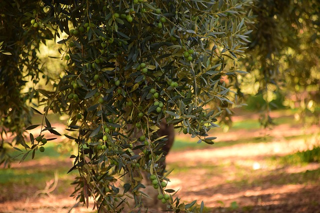 olive