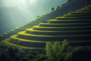 agriculture