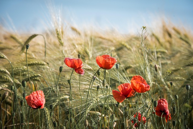 agriculture