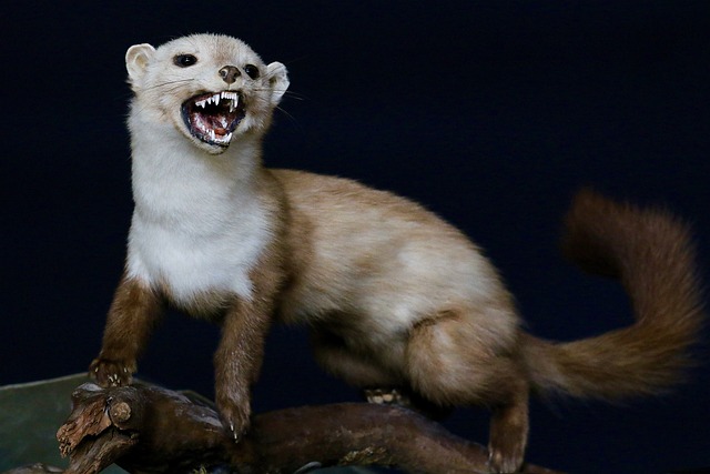 teeth