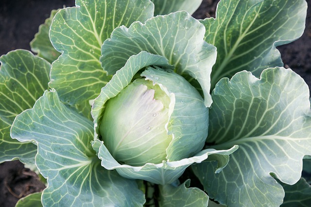 vegetables