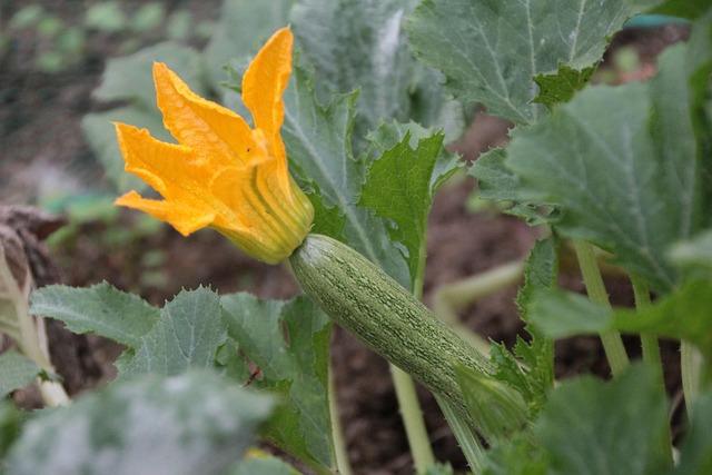 vegetables