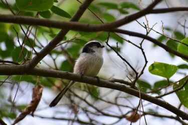 ドコモメールアドレス変更の注意点完全ガイド！失敗しない手順とトラブル回避術