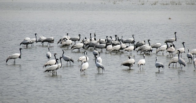 crane