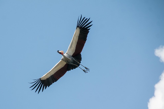crane