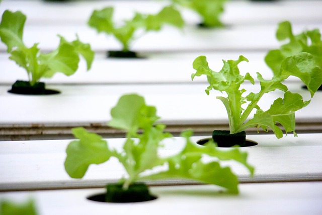 hydroponics