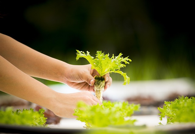 hydroponics