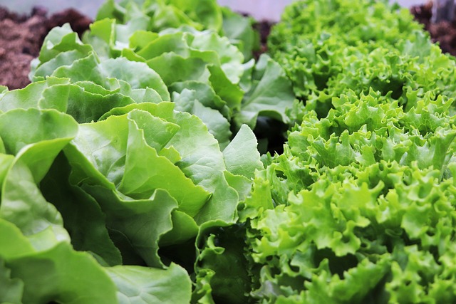 lettuce
