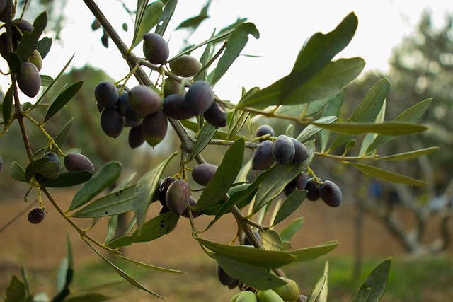 olive