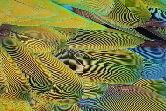 parrots