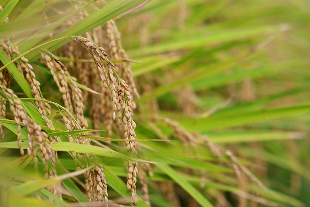 rice