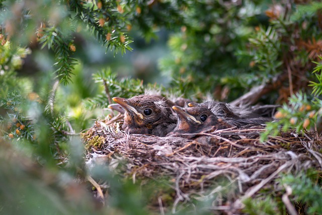 birds