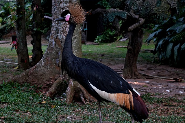 crane
