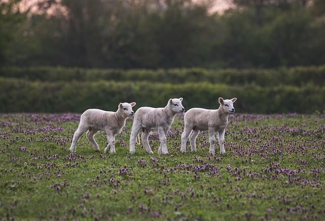 agriculture