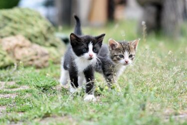 ブリーダーから買う猫の注意点とメリットを徹底解説！